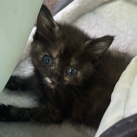 Meet your Posher, Chloe - Picture 2 of 15